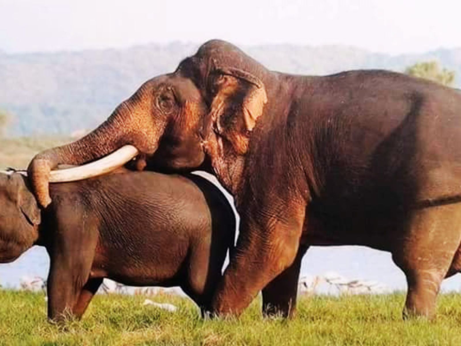 Elephant Family