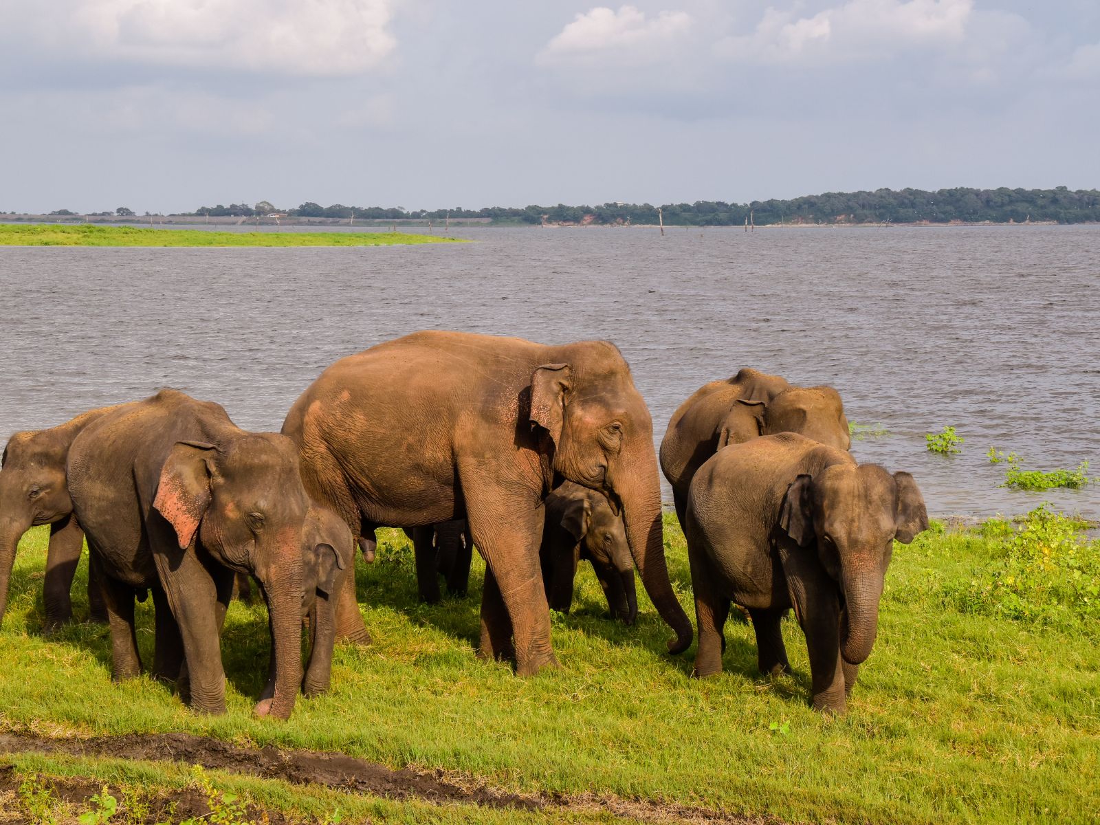 Minneriya Safari